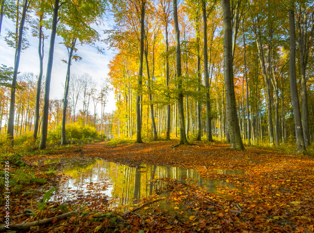 Fototapeta premium Colorful autumn forest