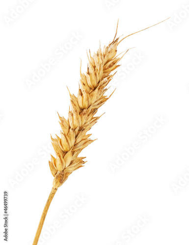 Single wheat ear
