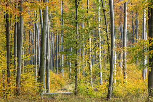 Colorful autumn forest