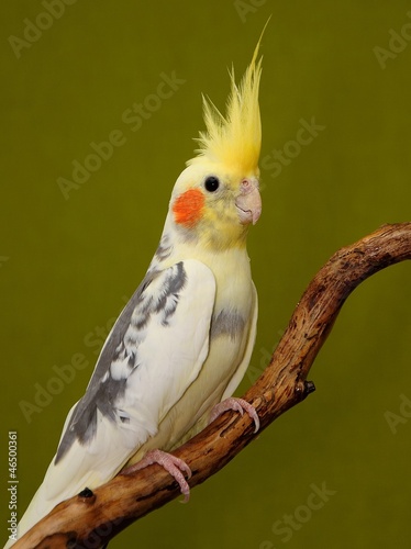cockatiel parrot