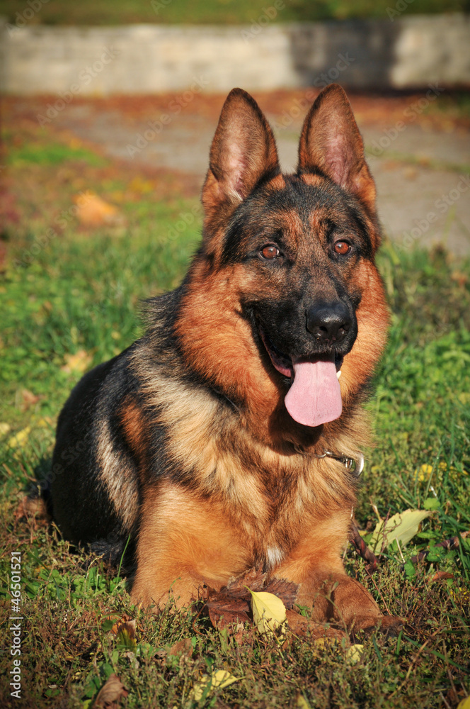 German Shepherd sitting on the green grass German Shepherd sitting on the green grass
