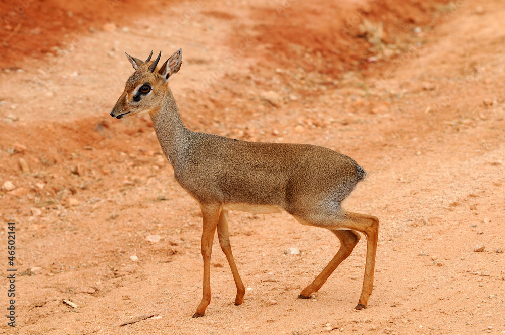 Kirk's Dikdik Kirk's Dikdik