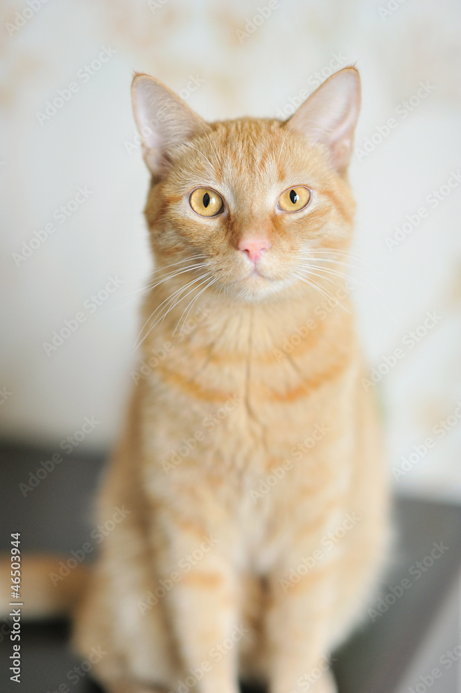 Portrait of a beautiful ginger cat Portrait of a beautiful ginger cat