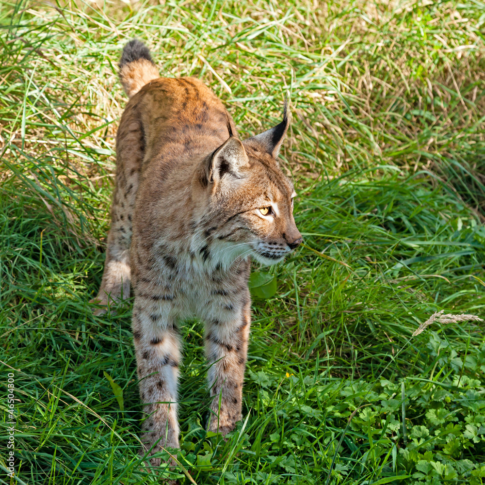 Obraz premium Eurasian Lynx Standing in the Grass