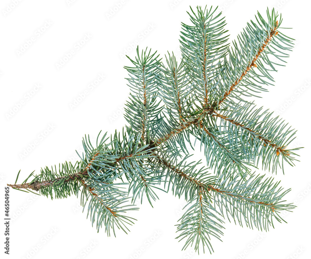 Blue spruce twig isolated on white, closeup view