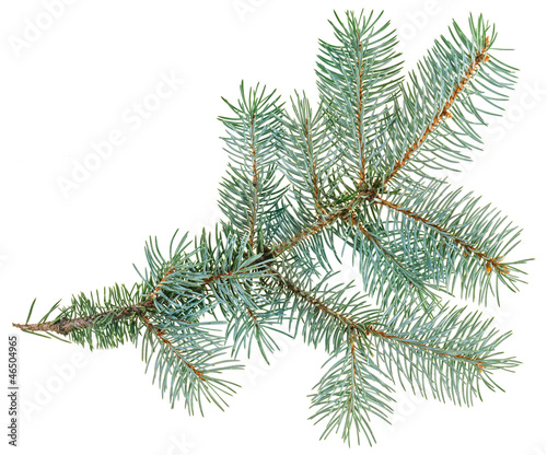 Blue spruce twig isolated on white  closeup view