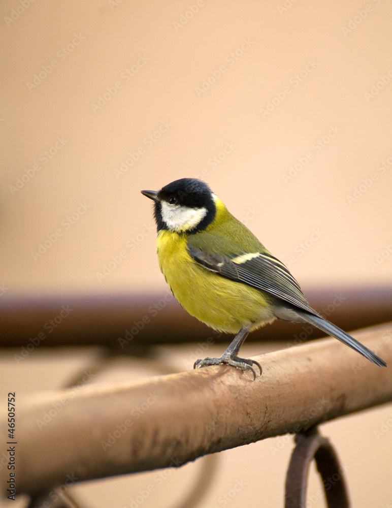 Fototapeta premium Tit - Parus major