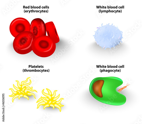 blood cells. Vector