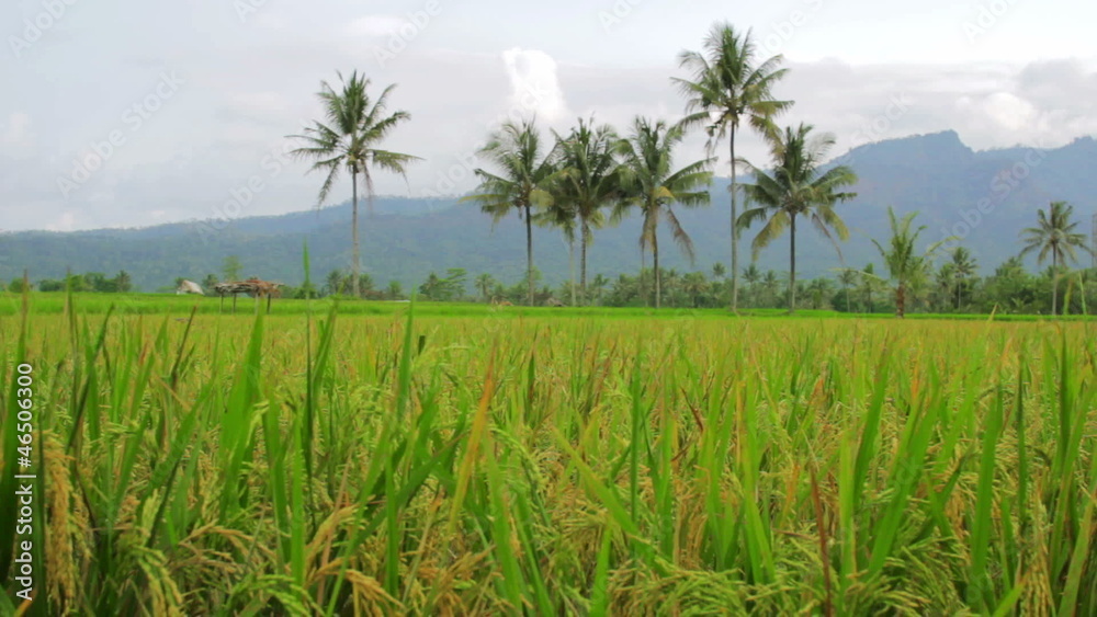 beautifful rice fields in bali beautifful rice fields in bali
