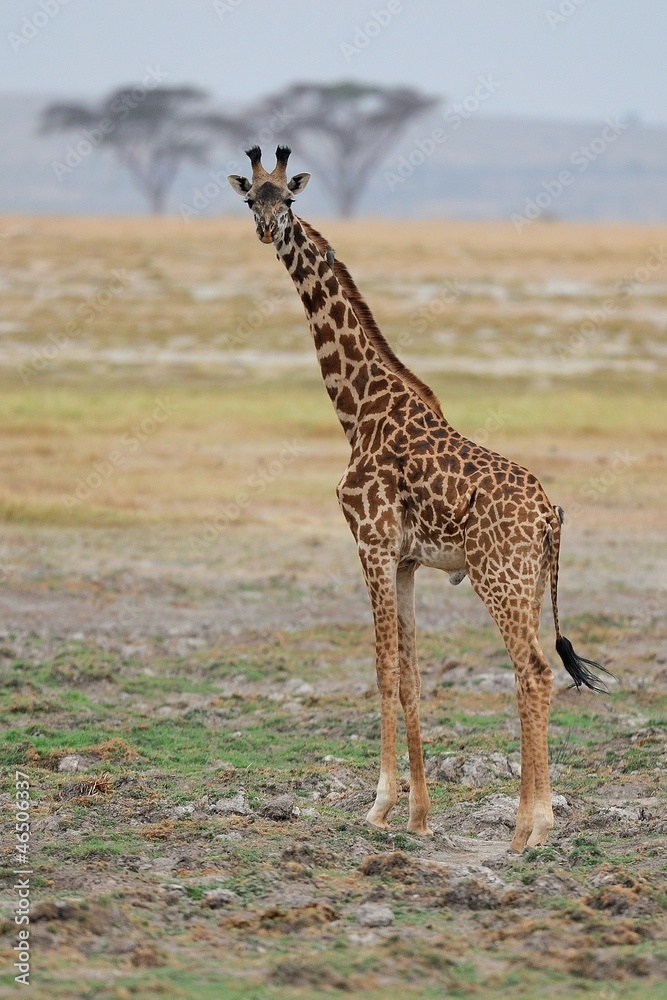 Fototapeta premium Giraffa