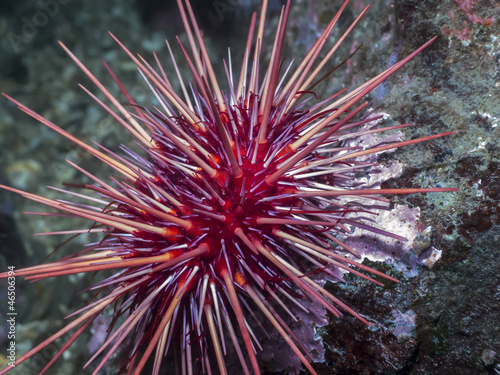 Red Sea Urchin photo