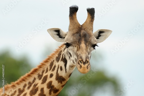 Fototapeta Naklejka Na Ścianę i Meble -  Giraffa,testa