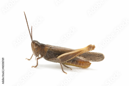 grasshopper © Luis Carlos Jiménez