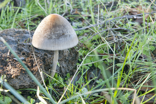 seasonal mushrooms