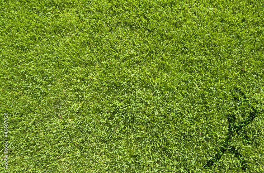Fototapeta premium Sport badminton on green grass texture and background