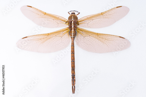 Brown Dragonfly © alex_black