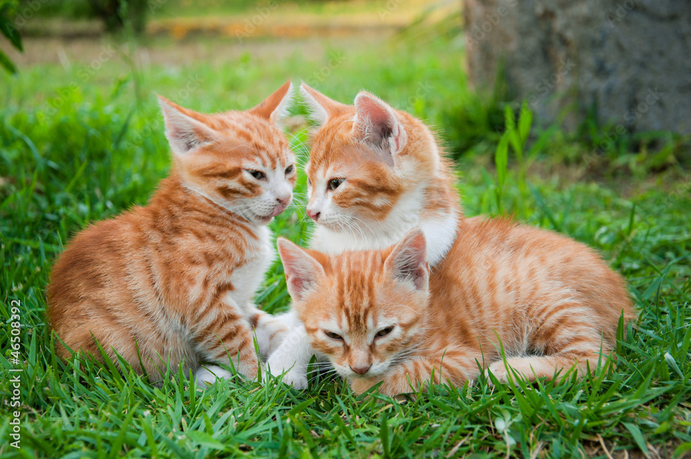 red kitten in the grass