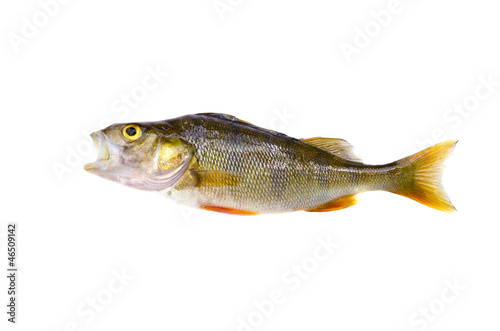perch (Perca fluviatilis) fish isolated on white