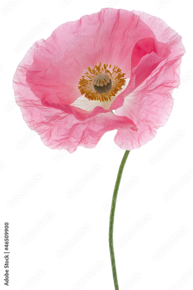 Fototapeta premium MAK