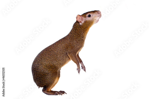 Central American agouti (Dasyprocta punctata)