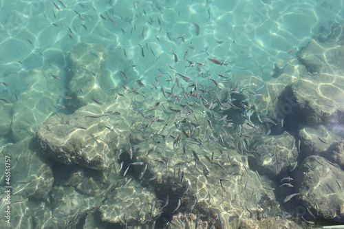 Fische
