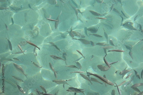 Fische