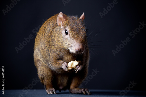 Schilderij op canvas Central American agouti (Dasyprocta punctata) on black