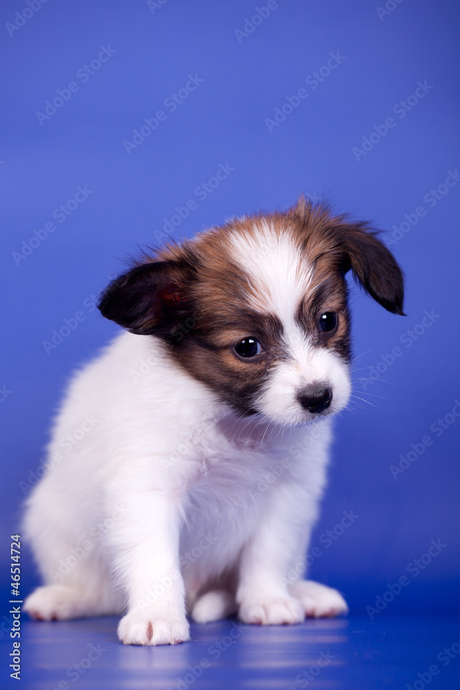 Papillon Puppy (Continental Toy Spaniel), 1 mounth old, on blue