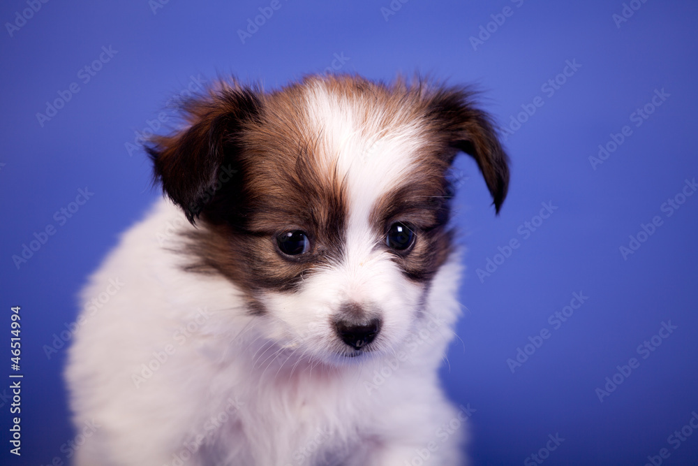 Papillon Puppy (Continental Toy Spaniel), 1 mounth old, on blue