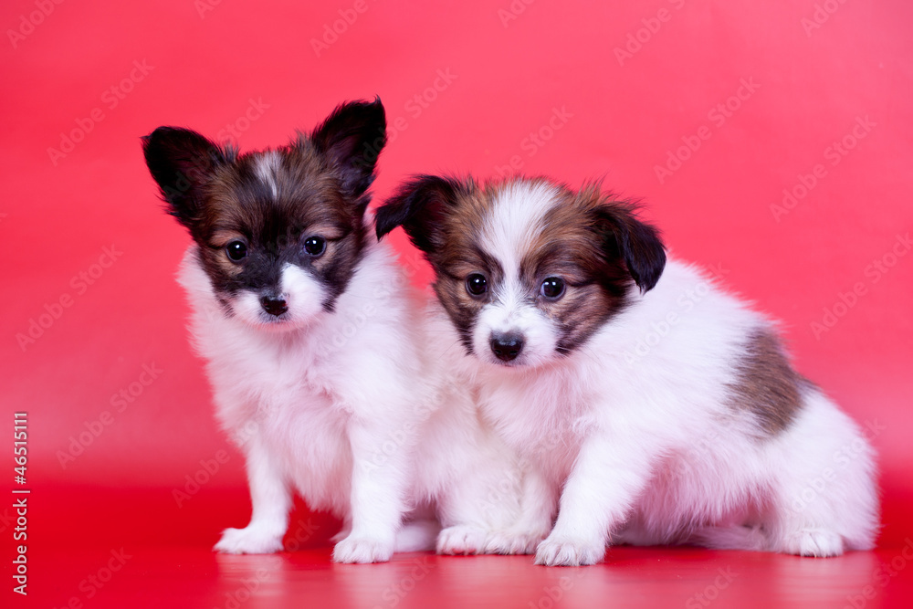 Two Papillon Puppies (Continental Toy Spaniel), on red