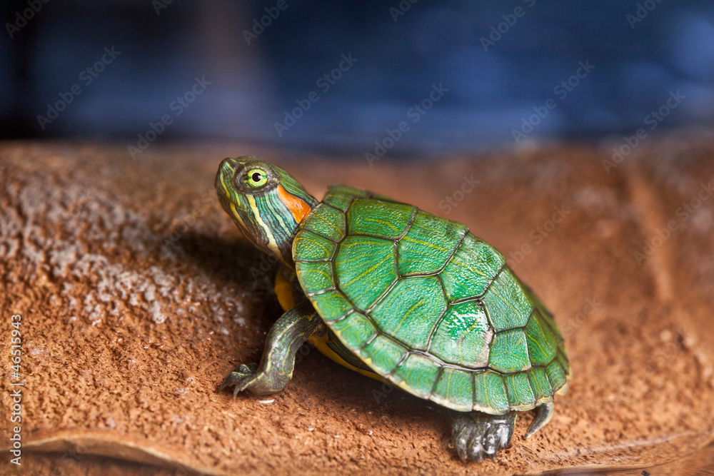 Fototapeta premium Small turtle
