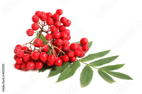 Branch of ashberry with green leaf photo