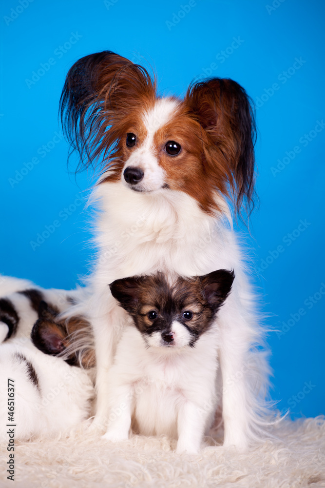 Papillons, family (Continental Toy Spaniel), on blue