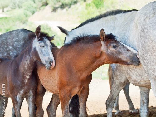 little Andalusian foals with moms in paddock  hot day . Spain