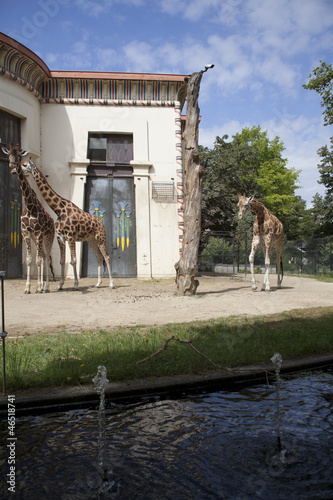 Sticker photo of giraffes in captivity