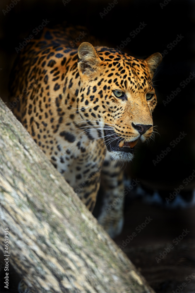 Leopard Leopard