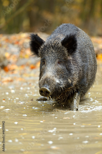 Wild pig © kyslynskyy