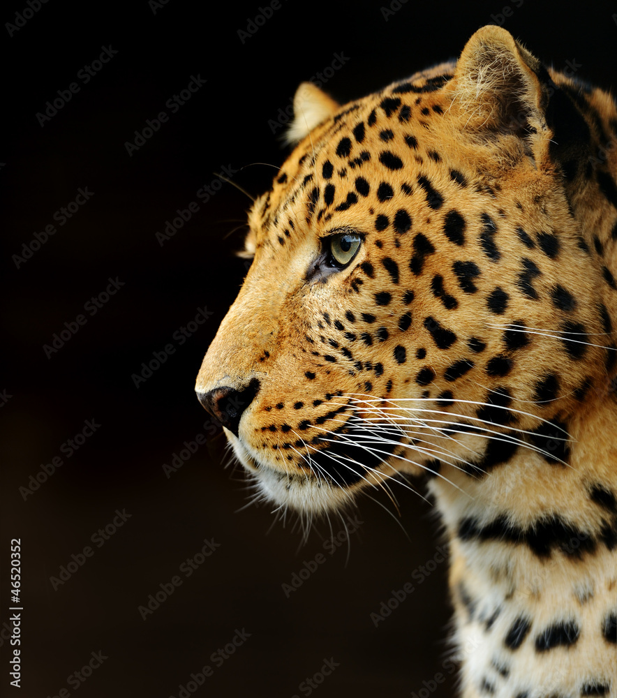 Fototapeta premium Leopard