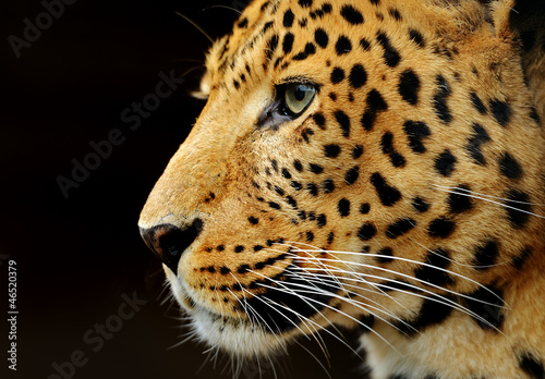 Obraz na płótnie Leopard w salonie
