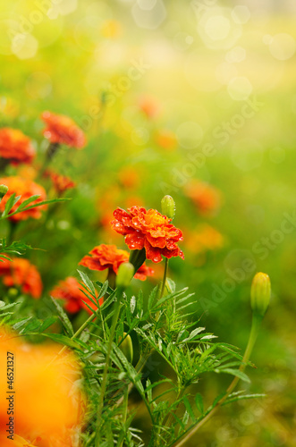 Tagetes