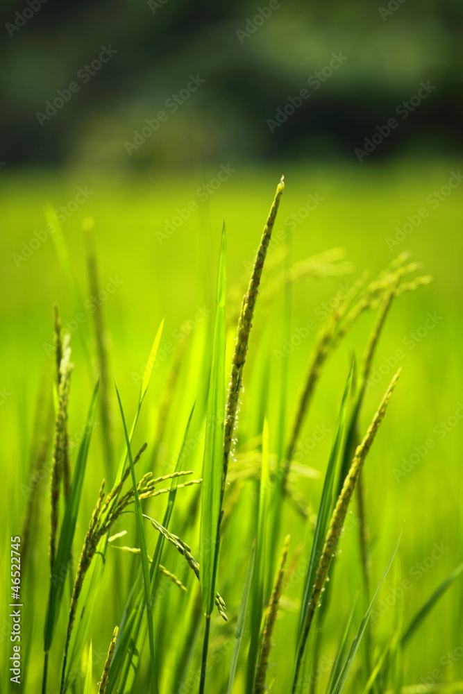 Rice Paddy's growing up in the organic farms of India Rice Paddy's growing up in the organic farms of India