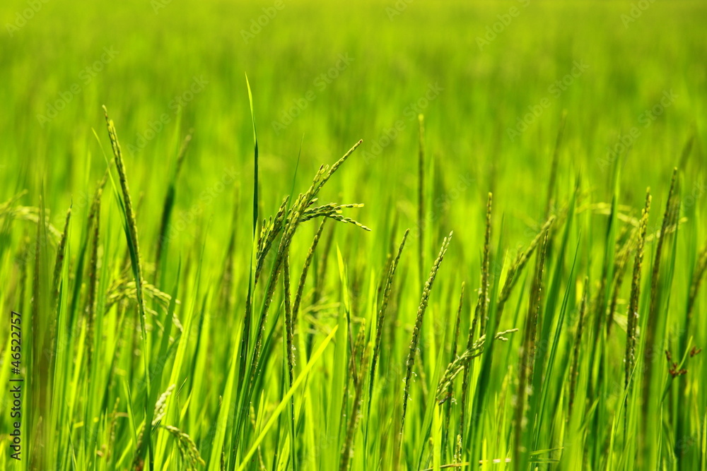 Rice Paddy's growing up in the organic farms of India Rice Paddy's growing up in the organic farms of India