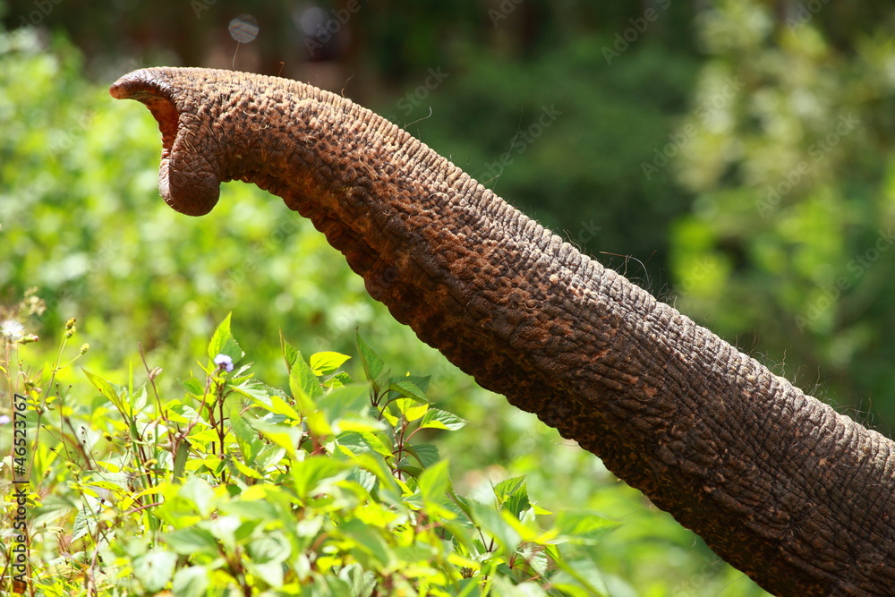 Obraz premium Close up of asian elephant trunk