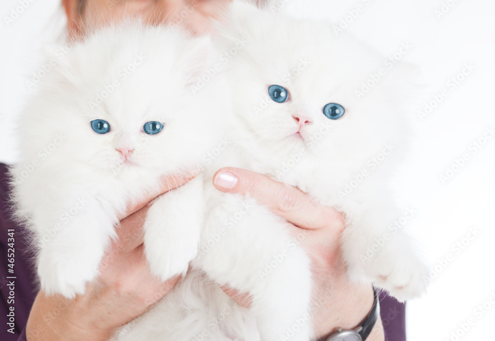 junge katzen