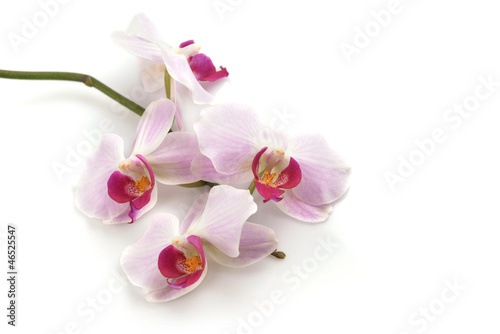 pink orchid