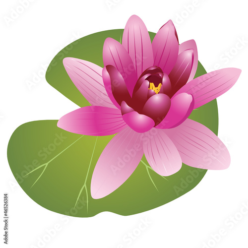 Lily of the Lotus of the water Lily