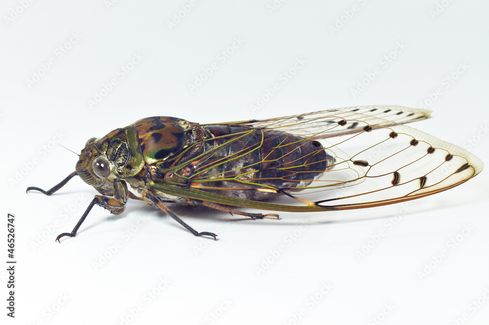 Naklejka premium cicada