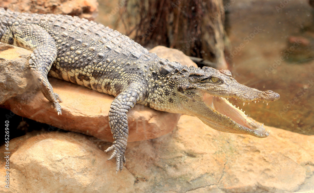 Fototapeta premium crocodile open mouth
