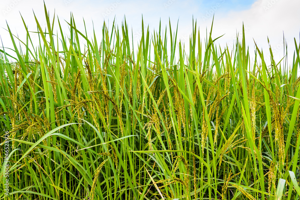 Paddy rice in field