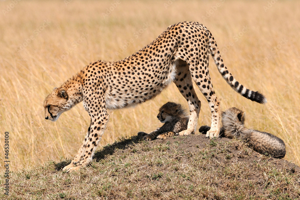 Obraz premium Gepardin mit 2 Jungen
